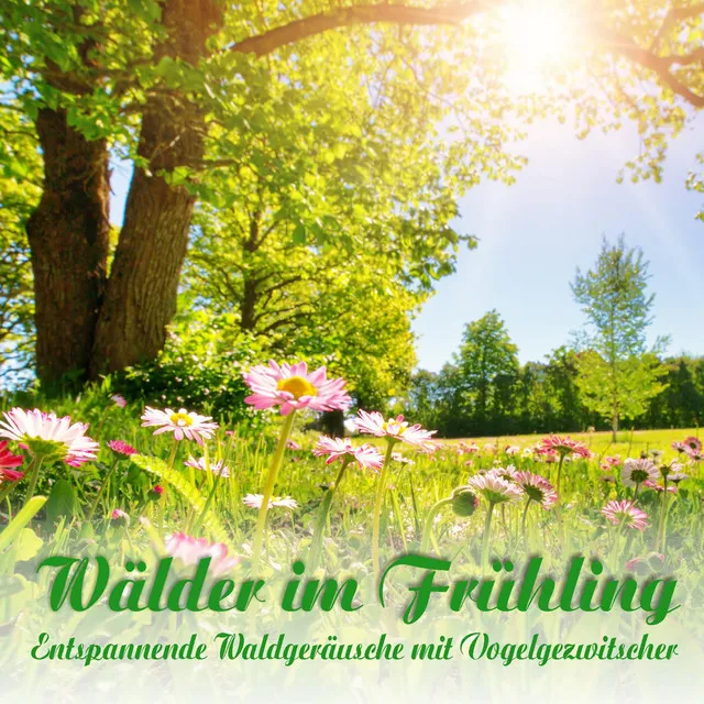 Wälder im Frühling, entspannende Waldgeräusche mit Vogelgezwitscher