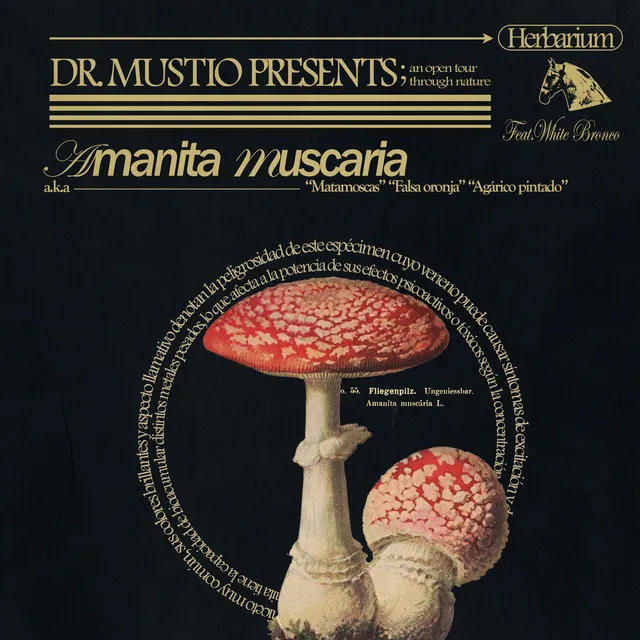 Amanita muscaria // Matamoscas