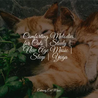 Comforting Melodies for Cats | Study | New Age Music | Sleep | Yoga by Relaxmycat