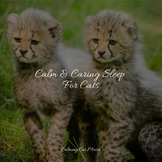 Calm & Caring Sleep For Cats by Cat Music