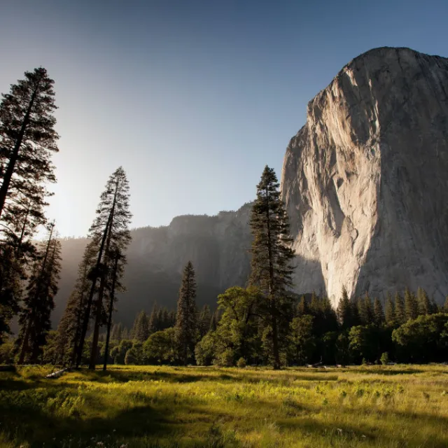 Forest Mountain Background