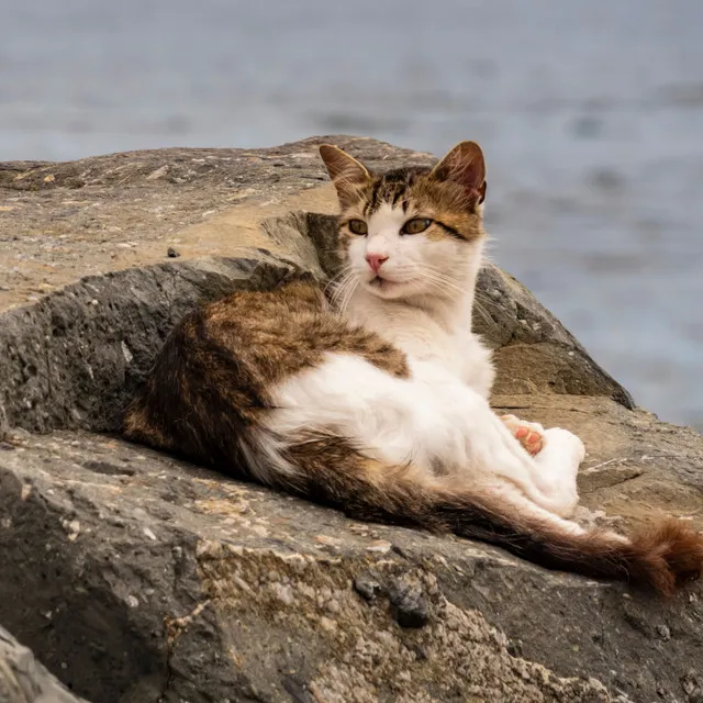 Serene Seashore Cats: Ocean Chill Waves for Happy Felines