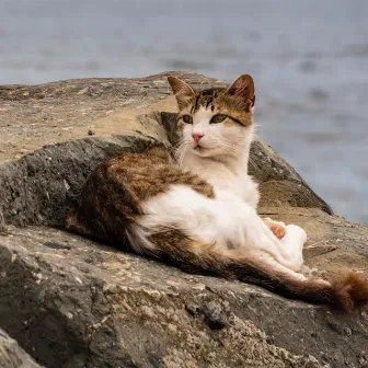 Serene Seashore Cats: Ocean Chill Waves for Happy Felines by Calming Music for Cats