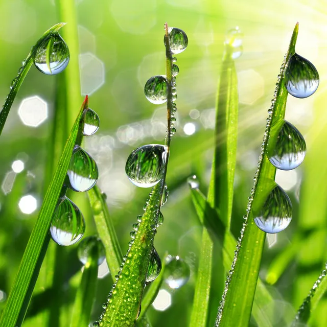 Melodic Raindrop Shower Serenity Peace