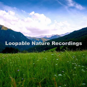 Loopable Nature Recordings by Rainforest Meditations