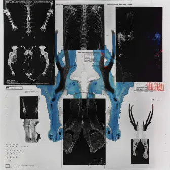 Ultimate: X-Ray by TAKETAKE