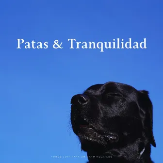 Patas & Tranquilidad: Tonos Lofi Para Un Gato Relajado by Atrapar el sueño