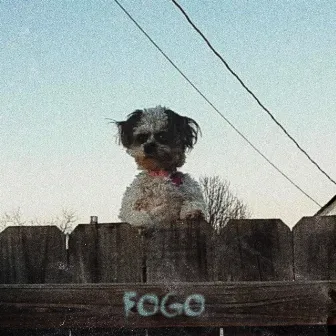 FOGO by CXBAIN