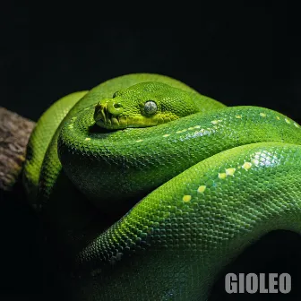 Snake by GioLeo