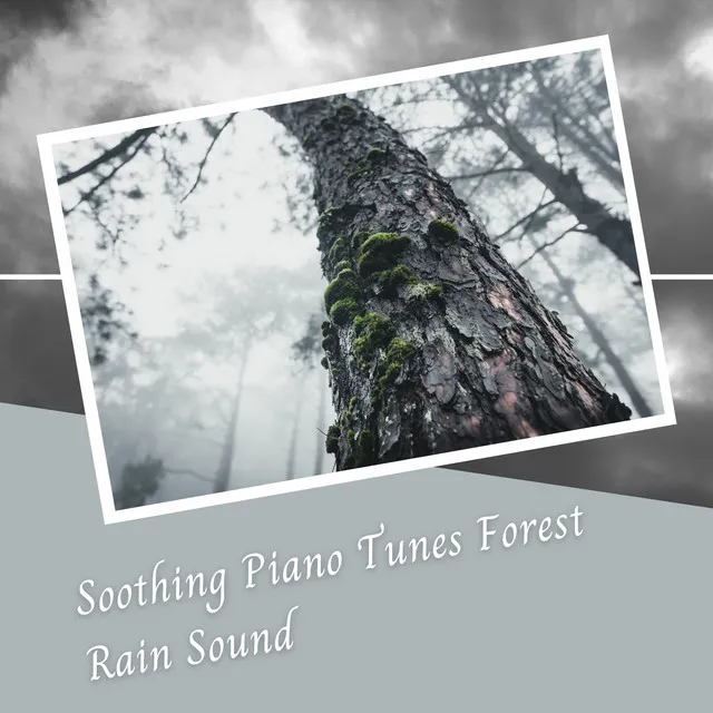 Soothing Piano Tunes Forest Rain Sound