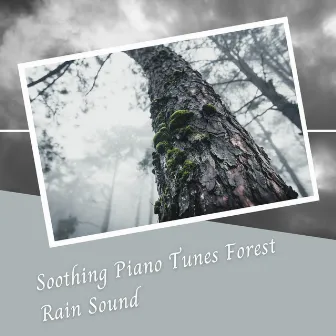 Soothing Piano Tunes Forest Rain Sound by 