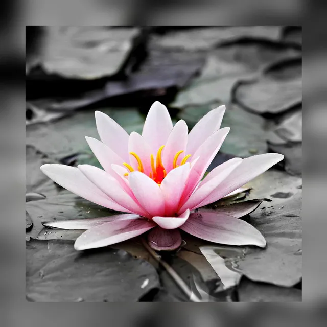 Water Lily