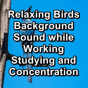 Relaxing Birds Background Sound while Working Studying and Concentration by Nature Bird Sounds