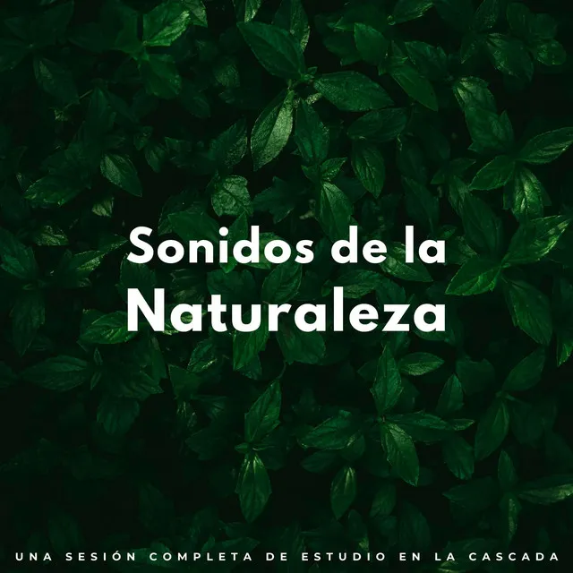 Sonidos De La Naturaleza: Una Sesión Completa De Estudio En La Cascada