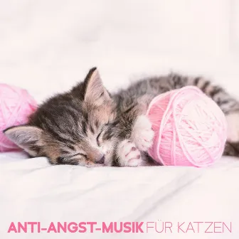 Anti-Angst-Musik für Katzen – Lindert Katzenstress, Haustiertherapie, Beruhigenden Schlaf, Beruhigt by Katzen Entspannungsmusik