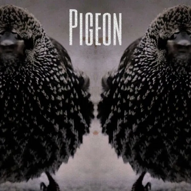 Pigeon