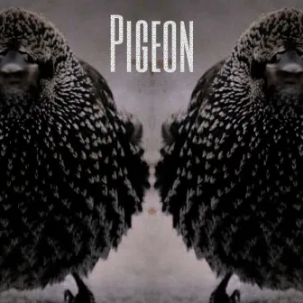 Pigeon by Sir Prawn