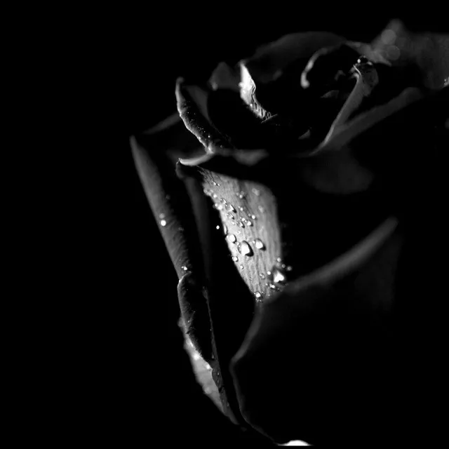 BLACK ROSE