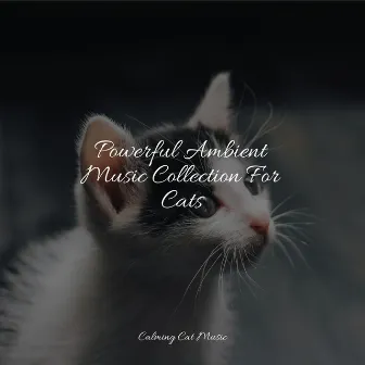 Powerful Ambient Music Collection For Cats by Relaxmycat