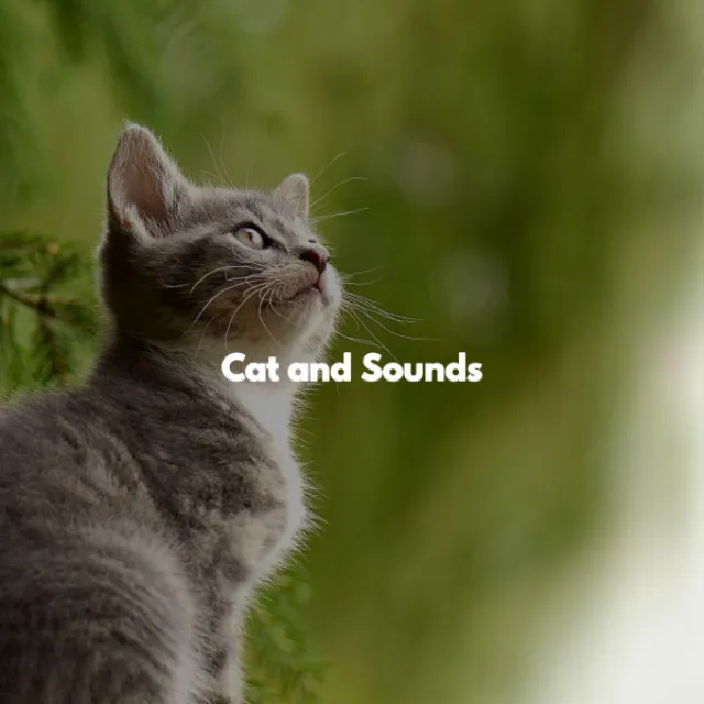 Cat and Sounds