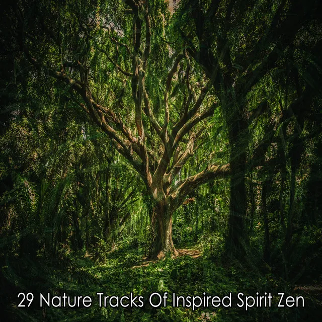 29 Nature Tracks Of Inspired Spirit Zen