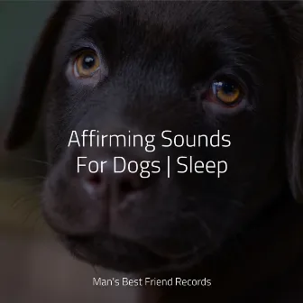 Affirming Sounds For Dogs | Sleep by Unknown Artist