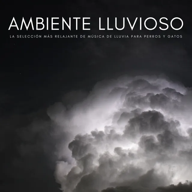 Ambiente Lluvioso: La Selección Más Relajante De Música De Lluvia Para Perros Y Gatos