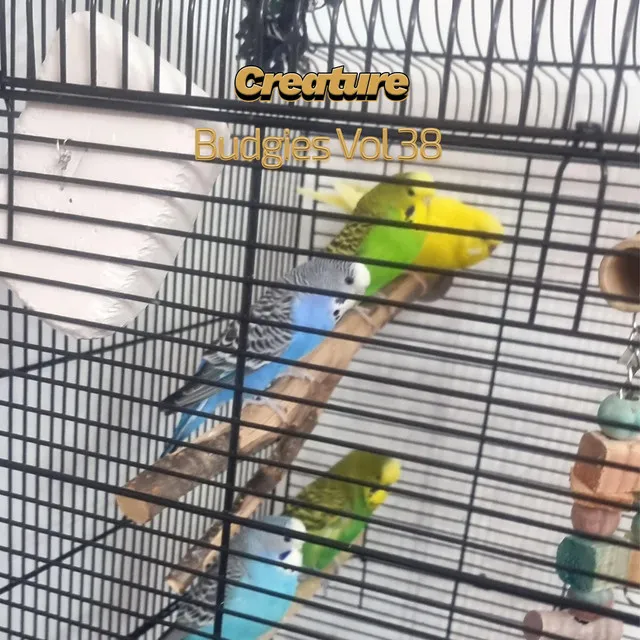 Budgies, Vol. 38