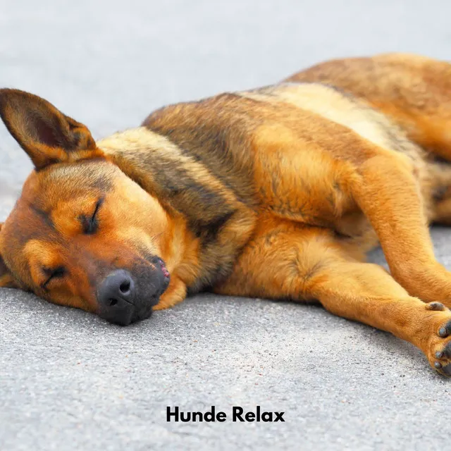 Hunde Relax