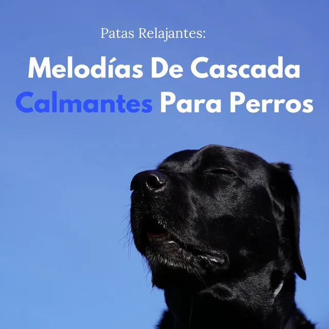 Patas Relajantes: Melodías De Cascada Calmantes Para Perros