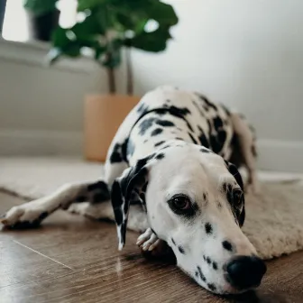 Backdrop for Doggy Moments by Sleepy Dogs