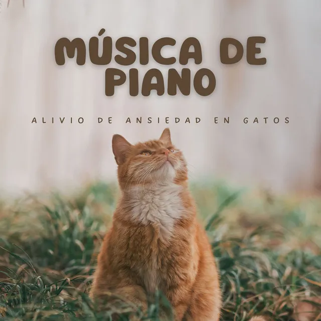 Música De Piano: Alivio De Ansiedad En Gatos