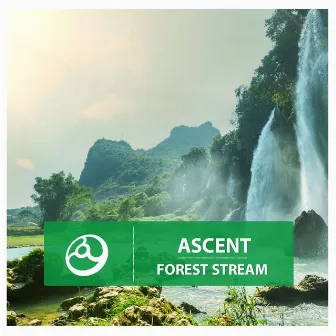 Forest Stream by Ascent