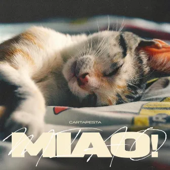 MIAO! by Cartapesta