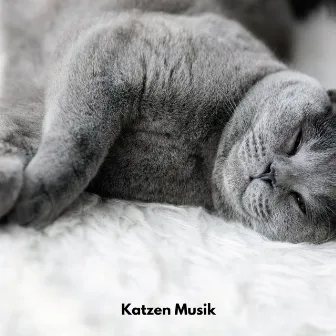 Katzen Musik by Katzen Entspannungsmusik TA