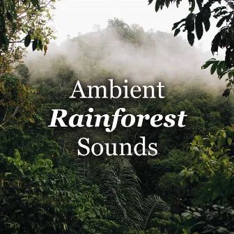 ! ! ! ! ! ! ! ! Ambient Rainforest Sounds ! ! ! ! ! ! ! ! by Epic Soundscapes