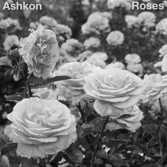 Roses by Ashkon