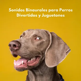 Sonidos Binaurales Para Perros Divertidos Y Juguetones by Perro dormido