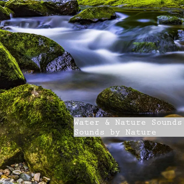 River in the Jungle