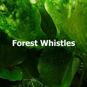 Forest Whistles by Epic Nature Sounds