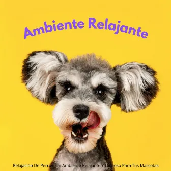 Relajación De Perros: Un Ambiente Relajante Y Lluvioso Para Tus Mascotas by Música para tu perro