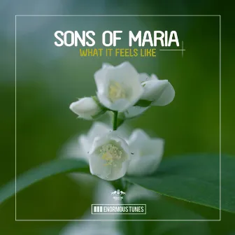 What It Feels Like by Sons Of Maria