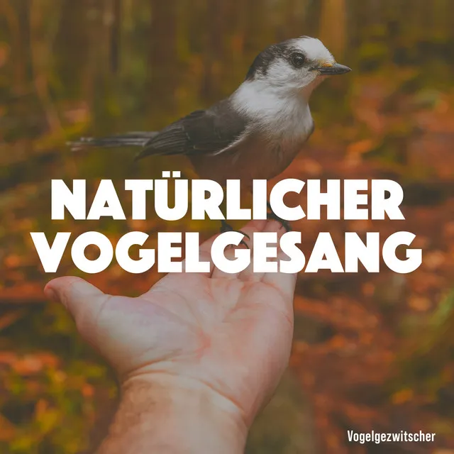 Natürlicher Vogelgesang