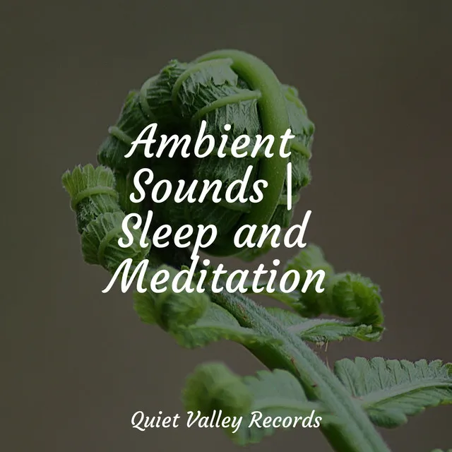 Ambient Sounds | Sleep and Meditation