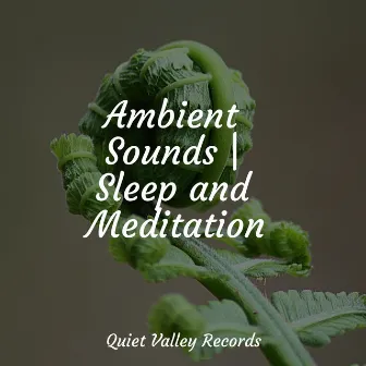 Ambient Sounds | Sleep and Meditation by Rain Sounds Collection