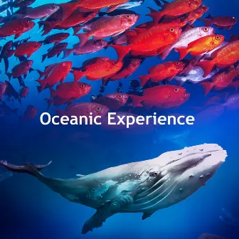 Oceanic Experience by Pacific Ocean Wave Sounds