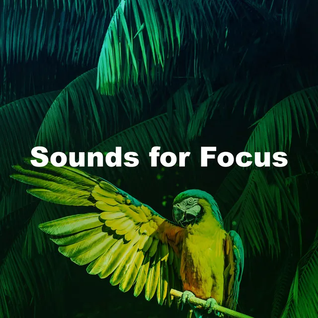 Sounds for Focus