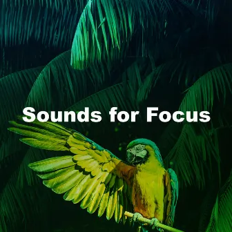 Sounds for Focus by 8k Sound Library