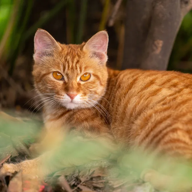 Storm's Purrsonal Harmony: Soothing Chill for Calm Cat Moments