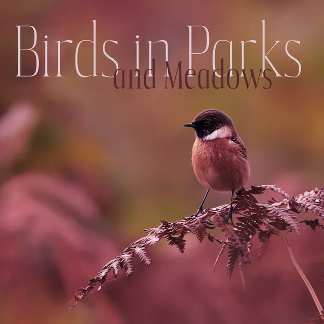 Birds in Parks and Meadows